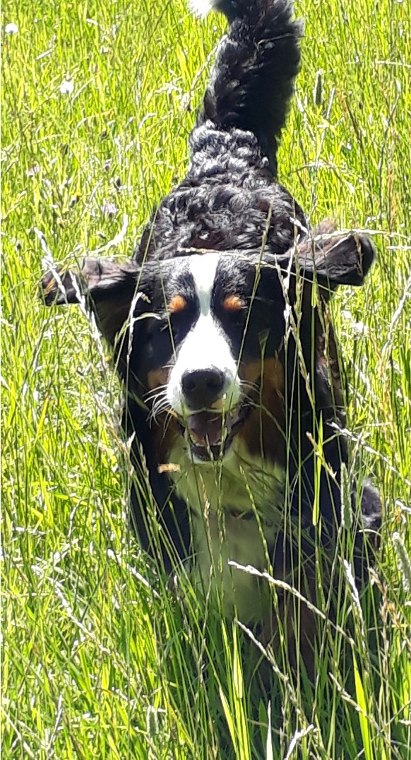 Barf Attitude 100% naturel pour chiens