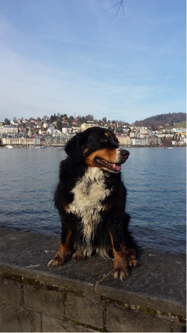 Barf Attitude 100% naturel pour chiens