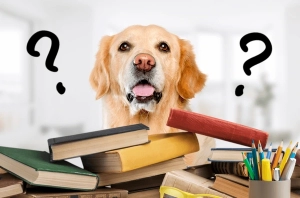 Barf-attitude-questions-réponses