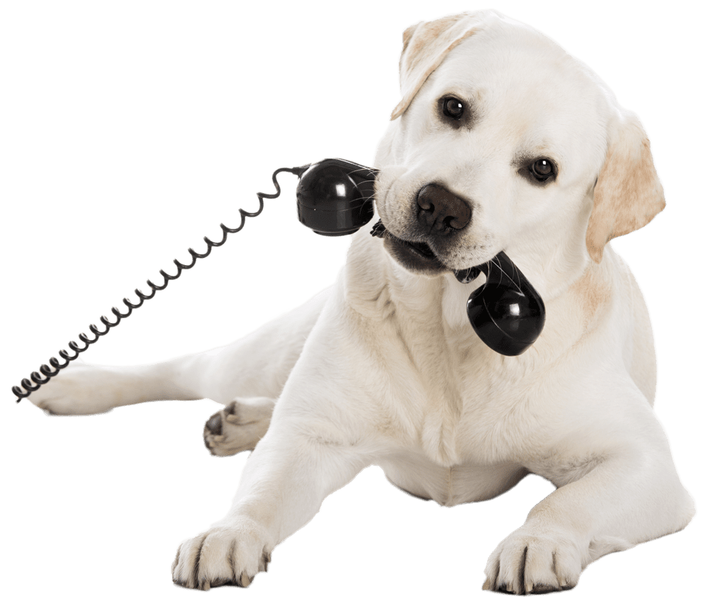 chien barf-attitude pour contact